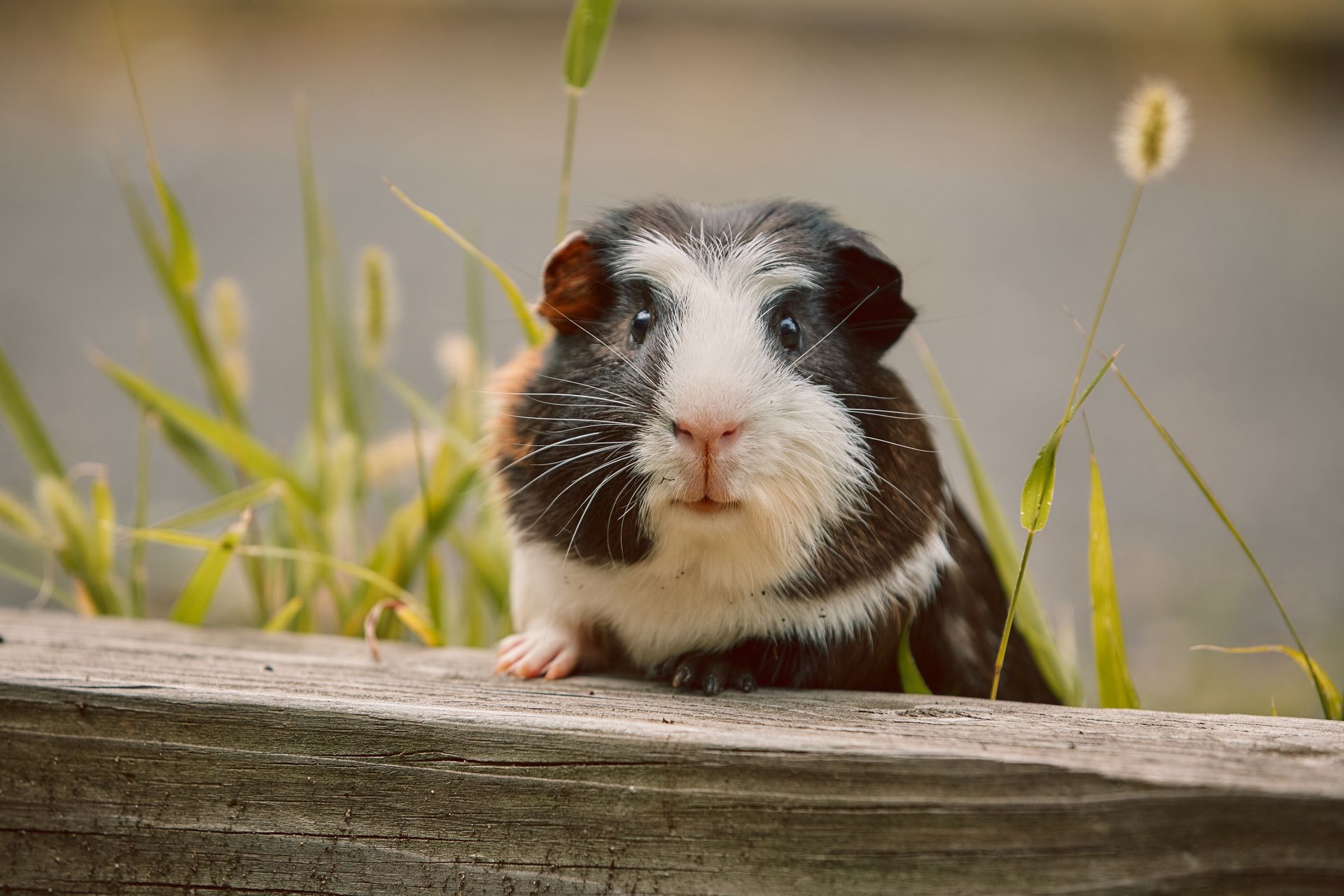 Close-up of a black-and-white guinea pig peeking over a wooden ledge in grass