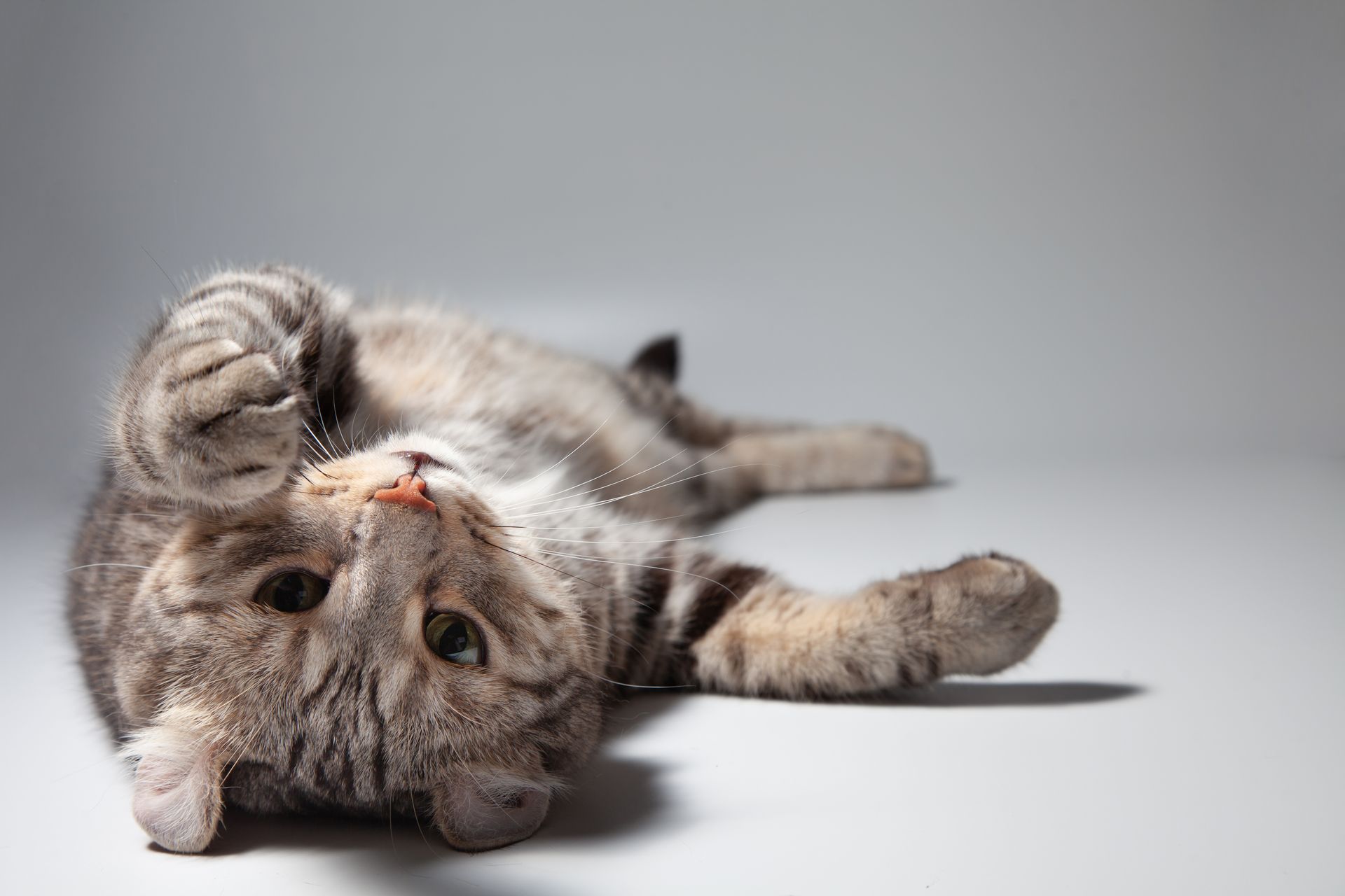 Gray tabby cat lying on its back, paws curled, on a light background.