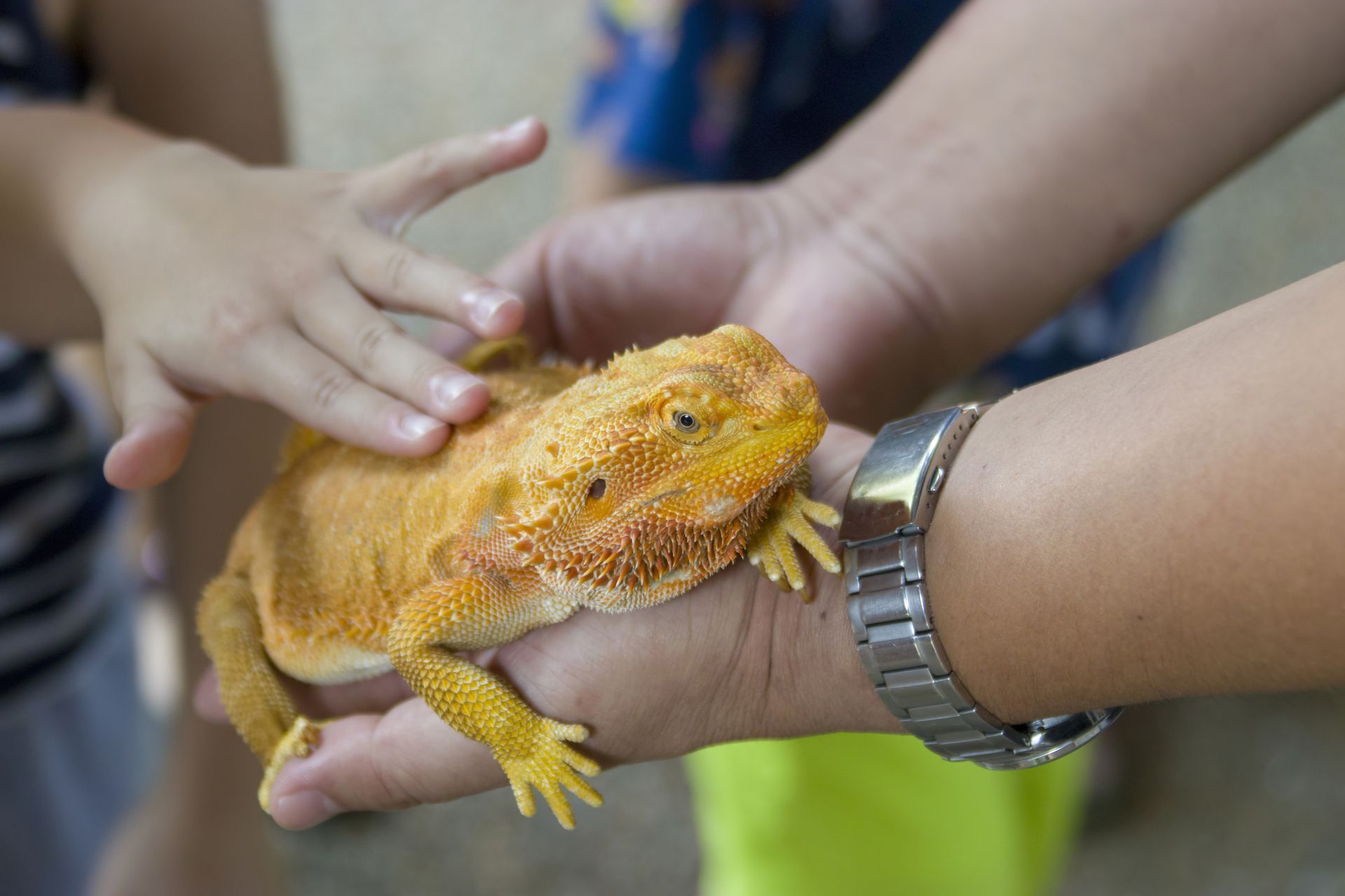 Bearded dragon resting in hands while another person gently touches its head