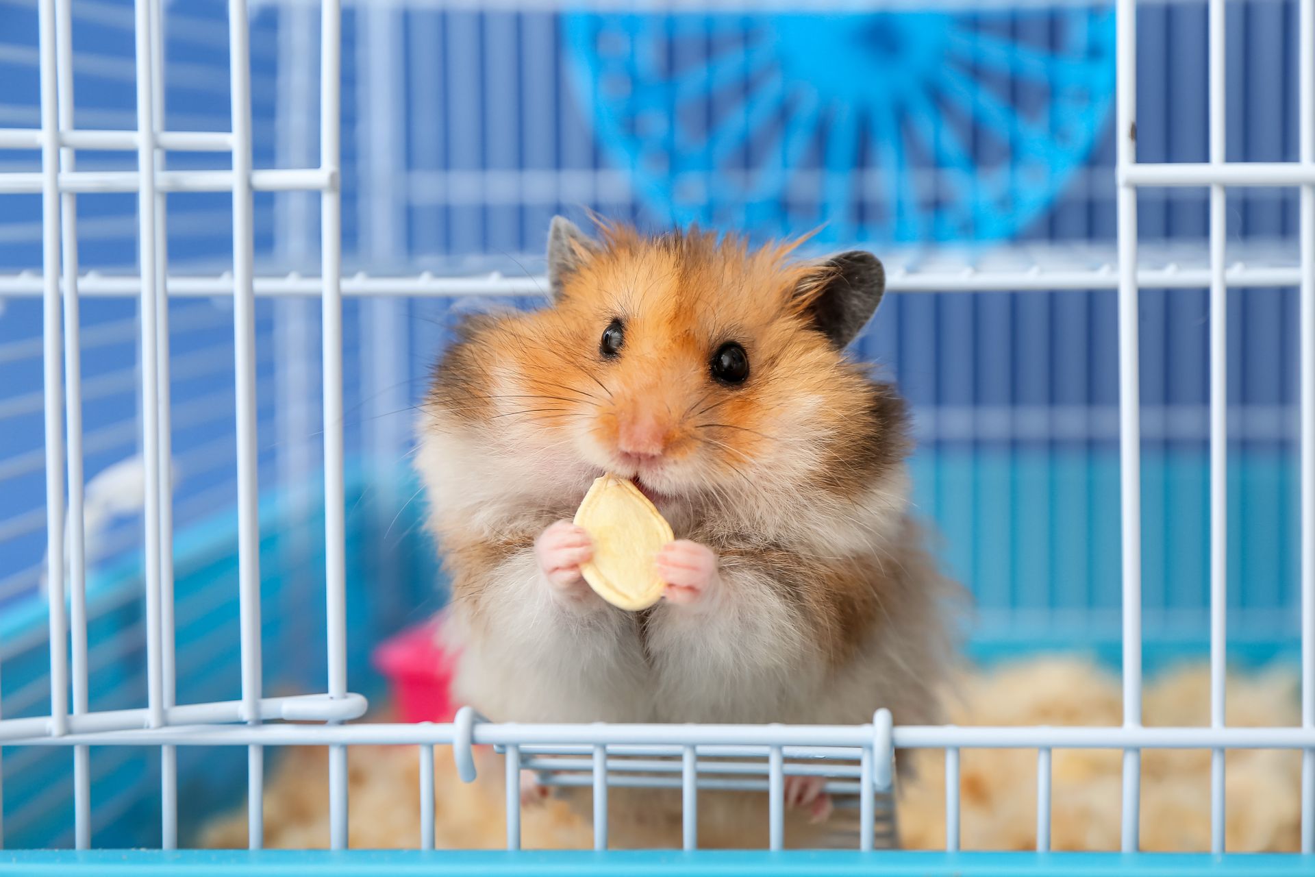 Hamster holding a treat inside a white cage with a blue background