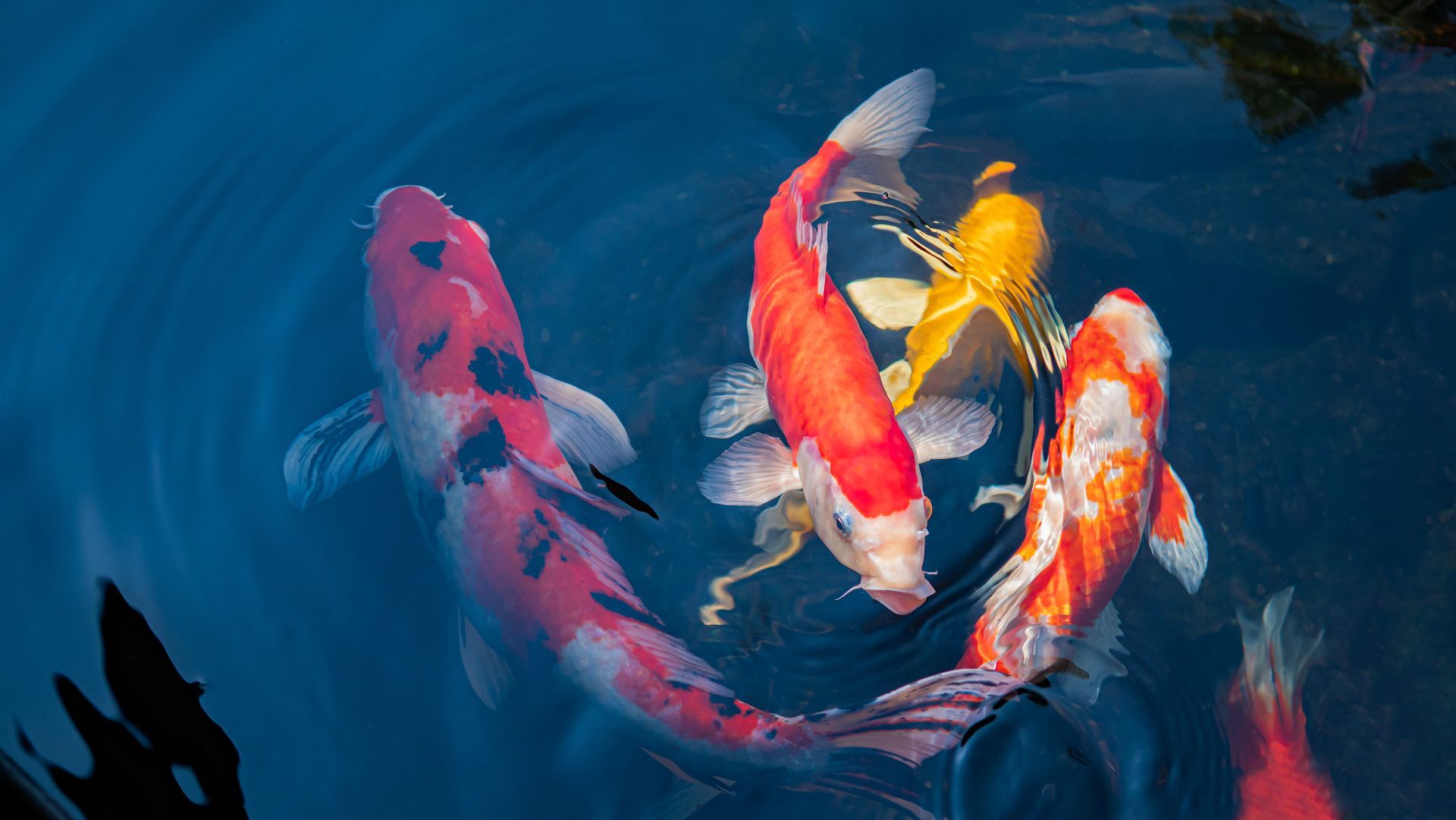 Colorful koi fish swimming in a dark pond, including white, red, and yellow fish.