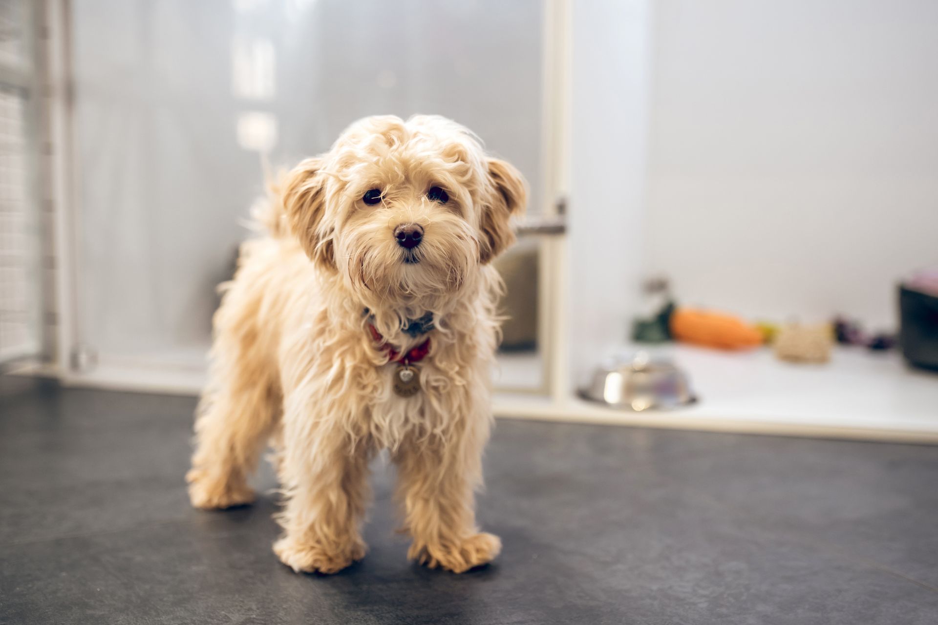 Small tan shaggy dog standing on a dark floor indoors, facing the camera.