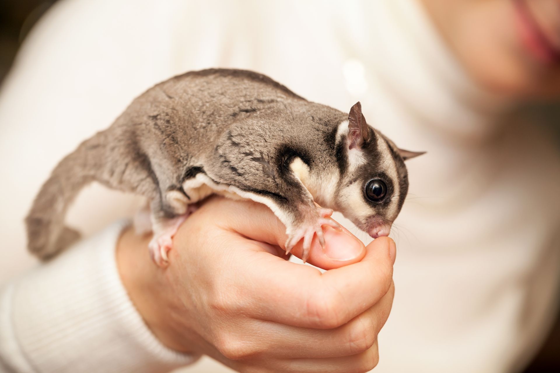 Small sugar glider resting on a person's hand, with a blurred indoor background.