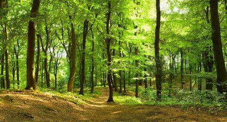 woodland calming scenery