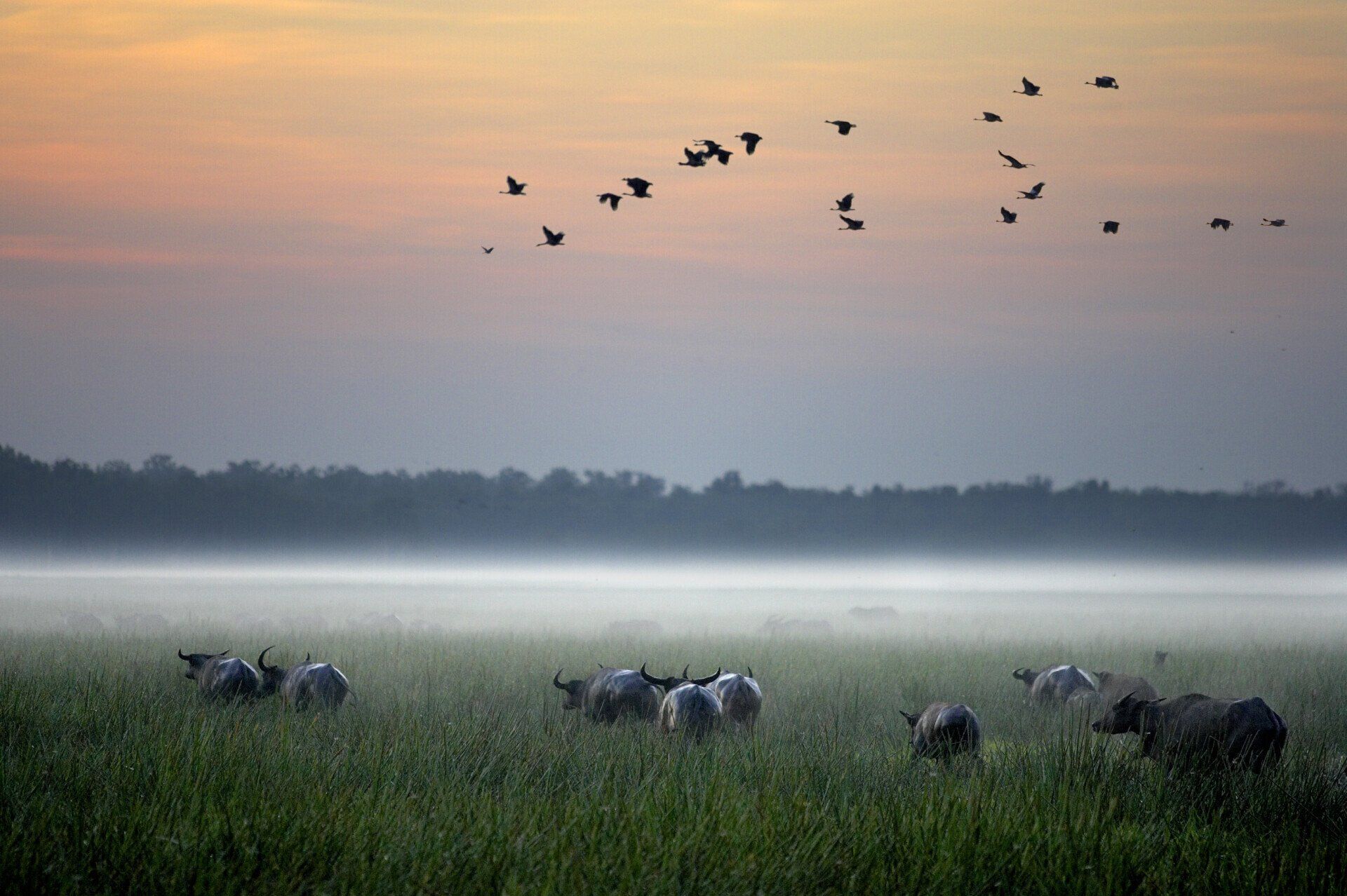 A herd of cows grazing in a field with birds flying overhead.