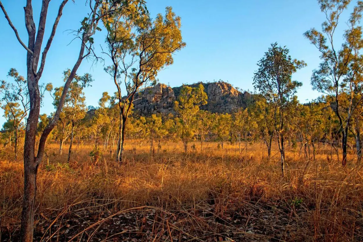 A field with trees and a mountain in the background
