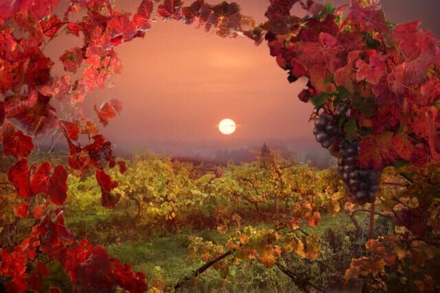a painting of a vineyard with a sunset in the background