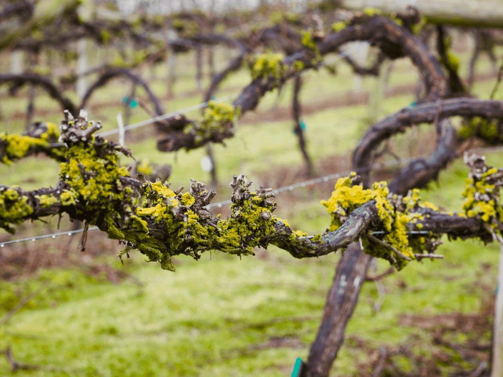Grape vines covered in bright yellow-green moss in a vineyard, with rows of dormant vines against a blurred green background.