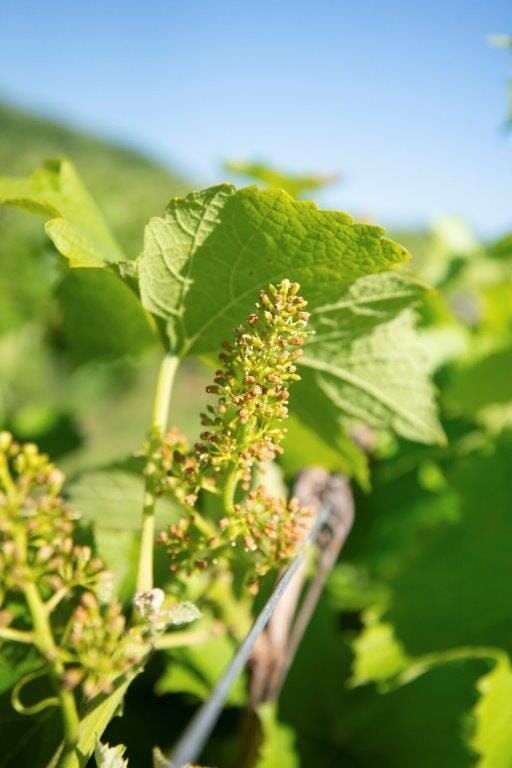 a close up of a grape vine with flowers and leaves .