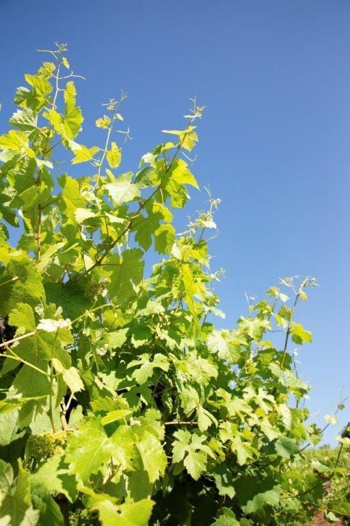 Green grape leaves and vines against a bright blue sky in a vineyard.