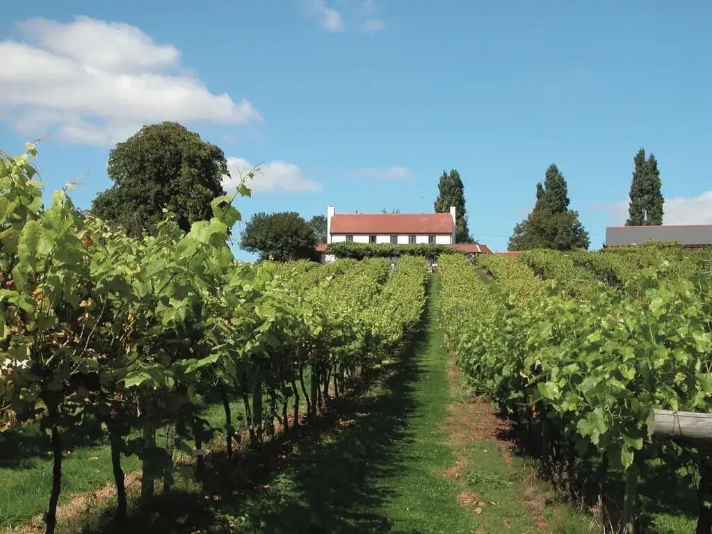 Rows of green grapevines lead up to a white building with a red roof under a blue sky.