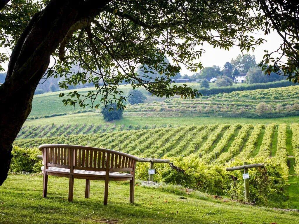 Wooden bench under a tree overlooking a vineyard on a sunny day. Lush green vines extend up a hillside.
