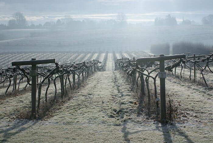 a vineyard covered in frost on a foggy day .