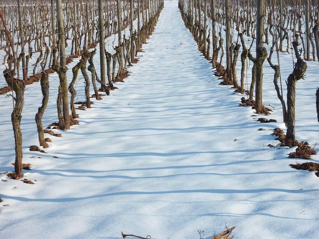 Snow-covered vineyard in winter; rows of pruned grape vines with bare branches casting long shadows.