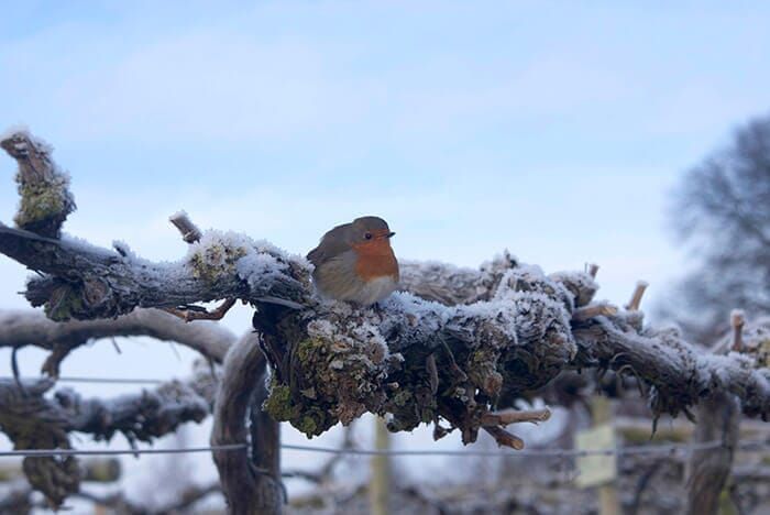winter grape vines at Three Choirs Vineyard