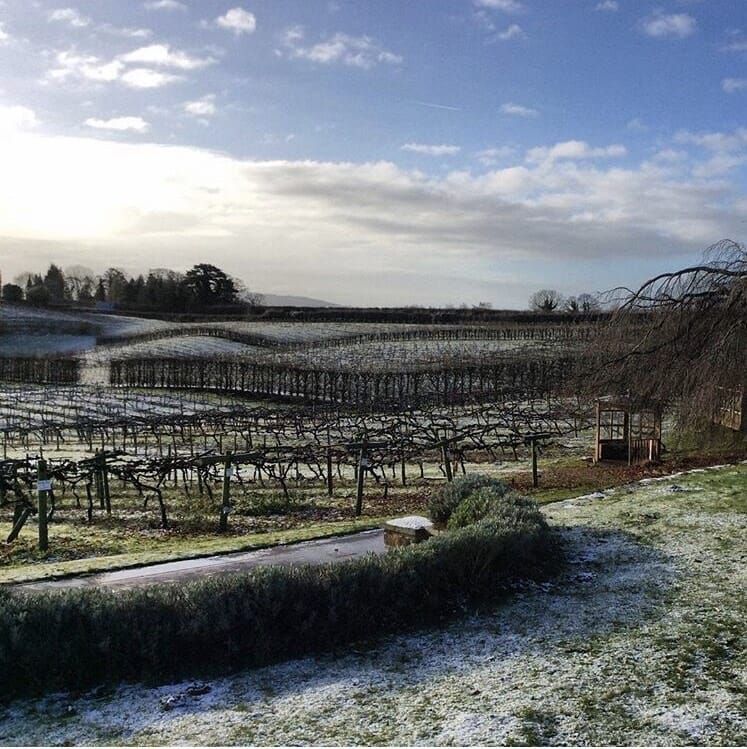 A frost-covered vineyard under a partly cloudy blue sky. Rows of bare grapevines stretch across the landscape.