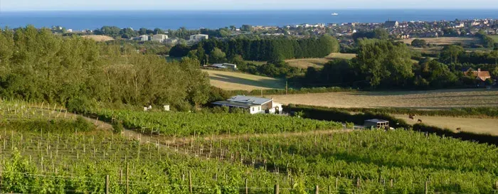 a view of a vineyard with the ocean in the background