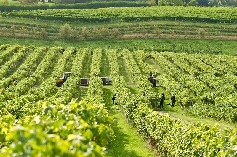 a group of people are working in a vineyard