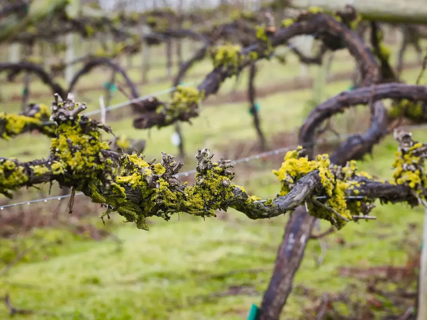 a vine with yellow lichen growing on it