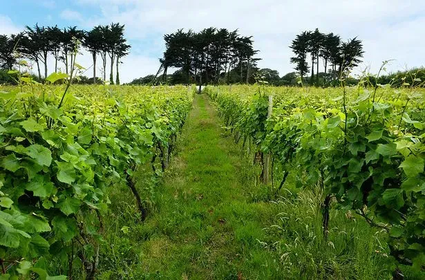 a row of vines growing in a field with trees in the background