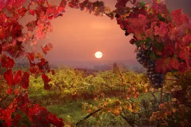 a painting of a vineyard with a sunset in the background