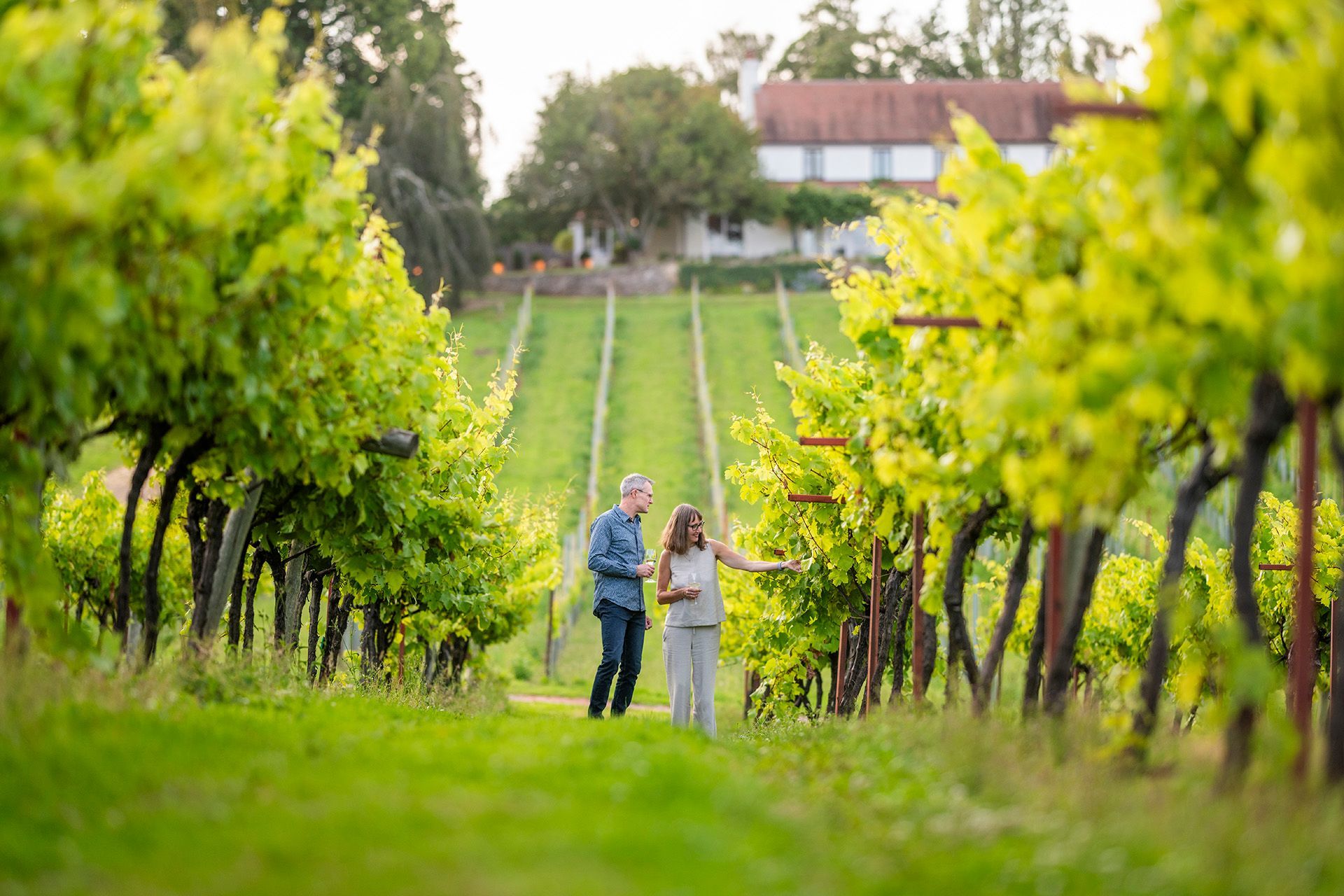 Couple walking through a vineyard, holding wine glasses. Rows of green grape vines lead to a house on a hill.