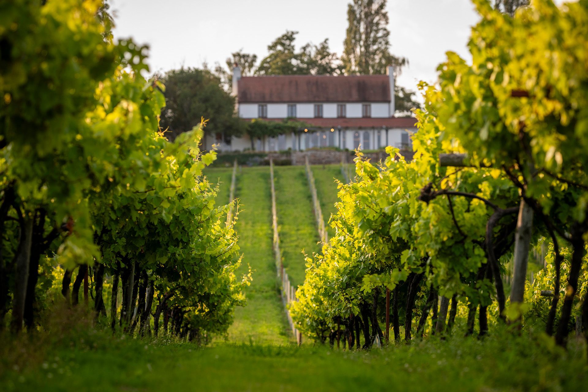 a vineyard with a house in the background