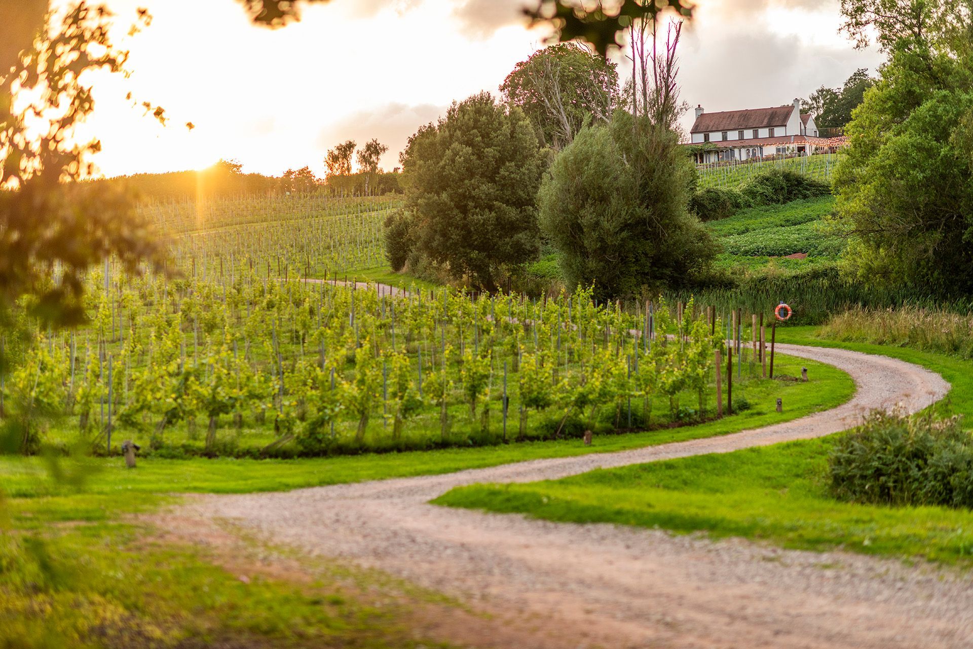 Vineyard at sunset with a winding dirt road leading toward a building on a hillside, lush greenery, and a bright golden sun.