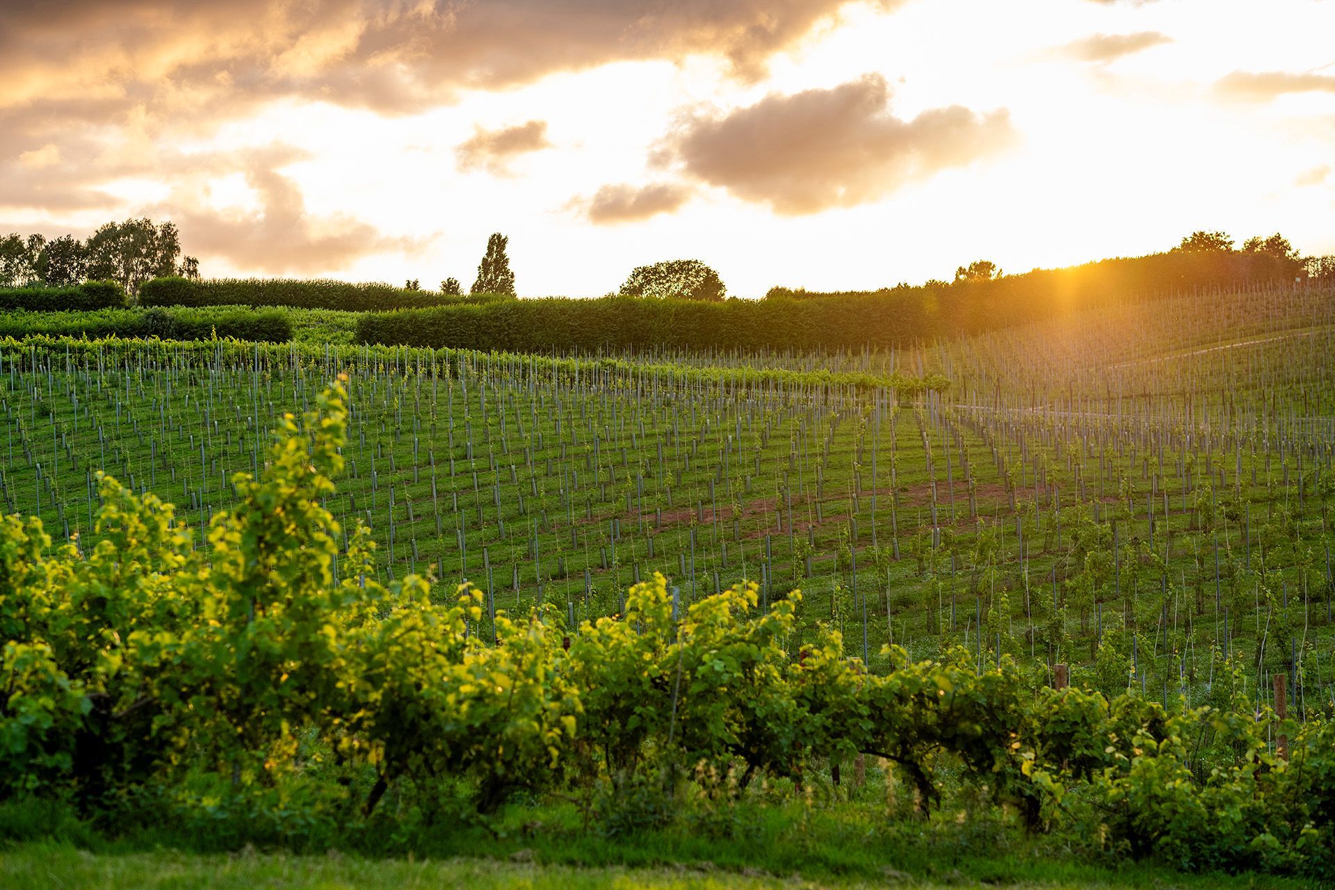 the sun is shining through the clouds over a vineyard