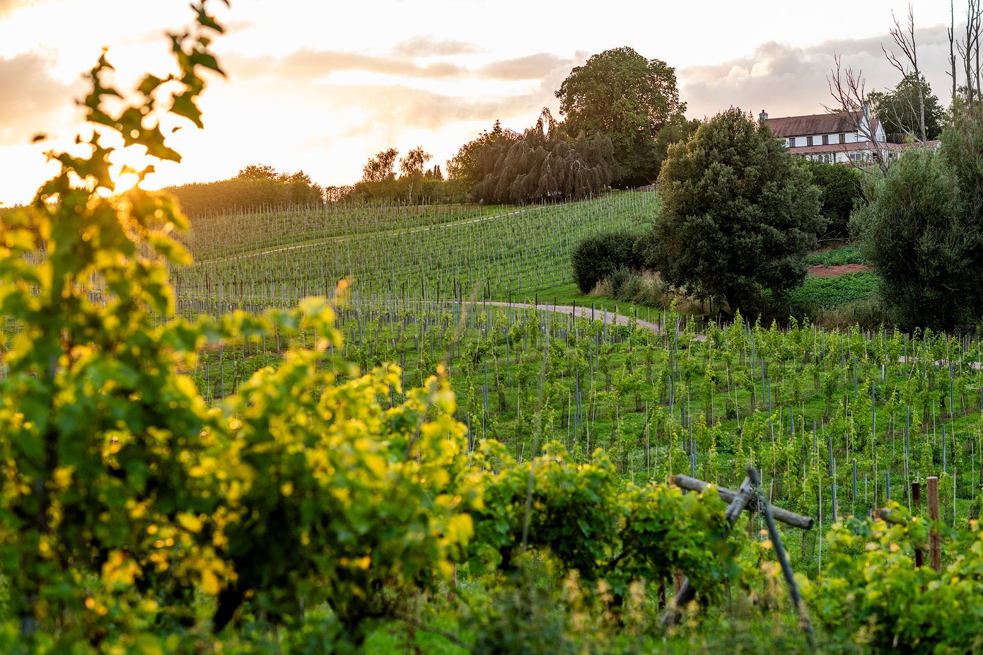 a sunset over a vineyard with a house in the background