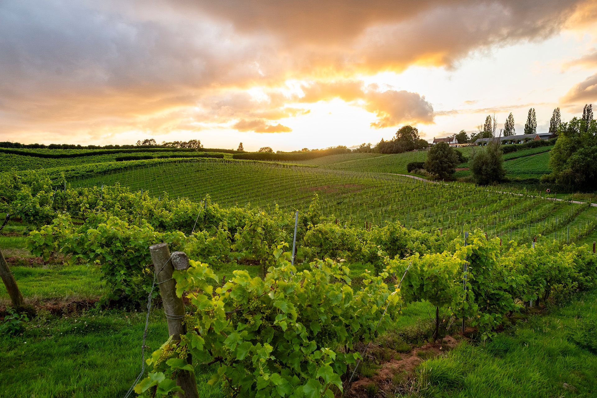 a vineyard with a sunset in the background
