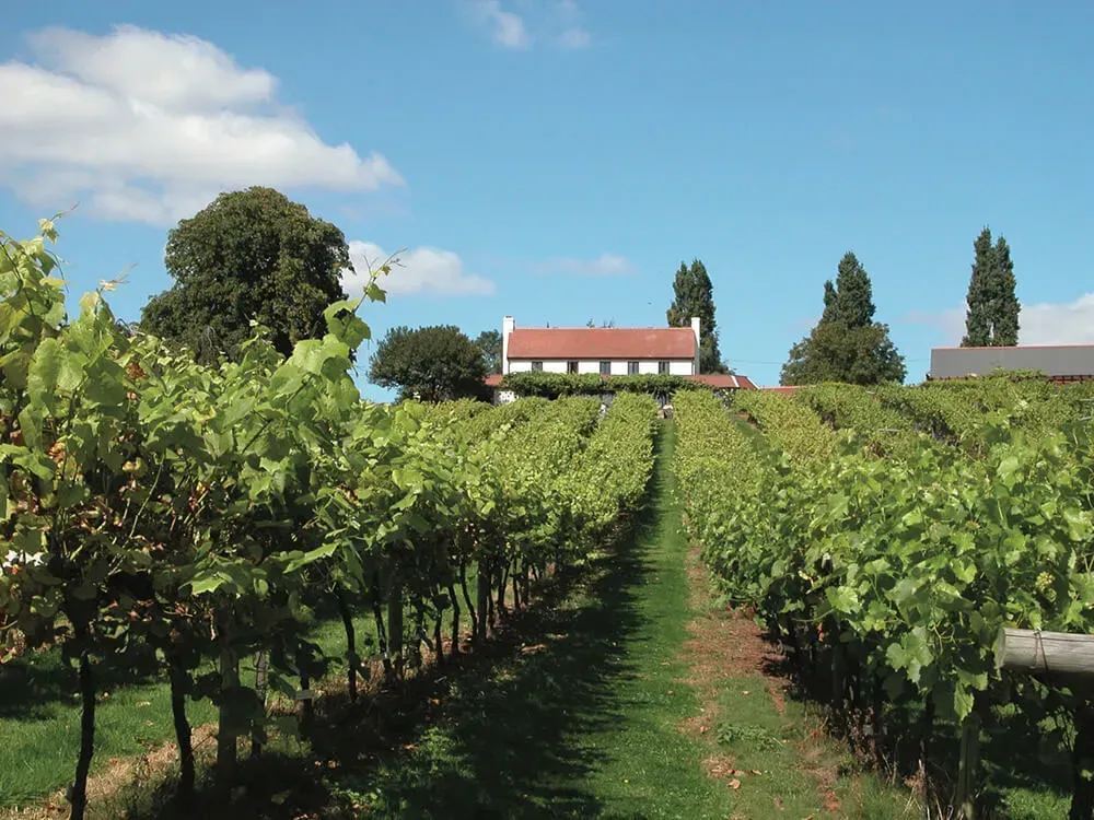 a vineyard with a house in the background on a sunny day