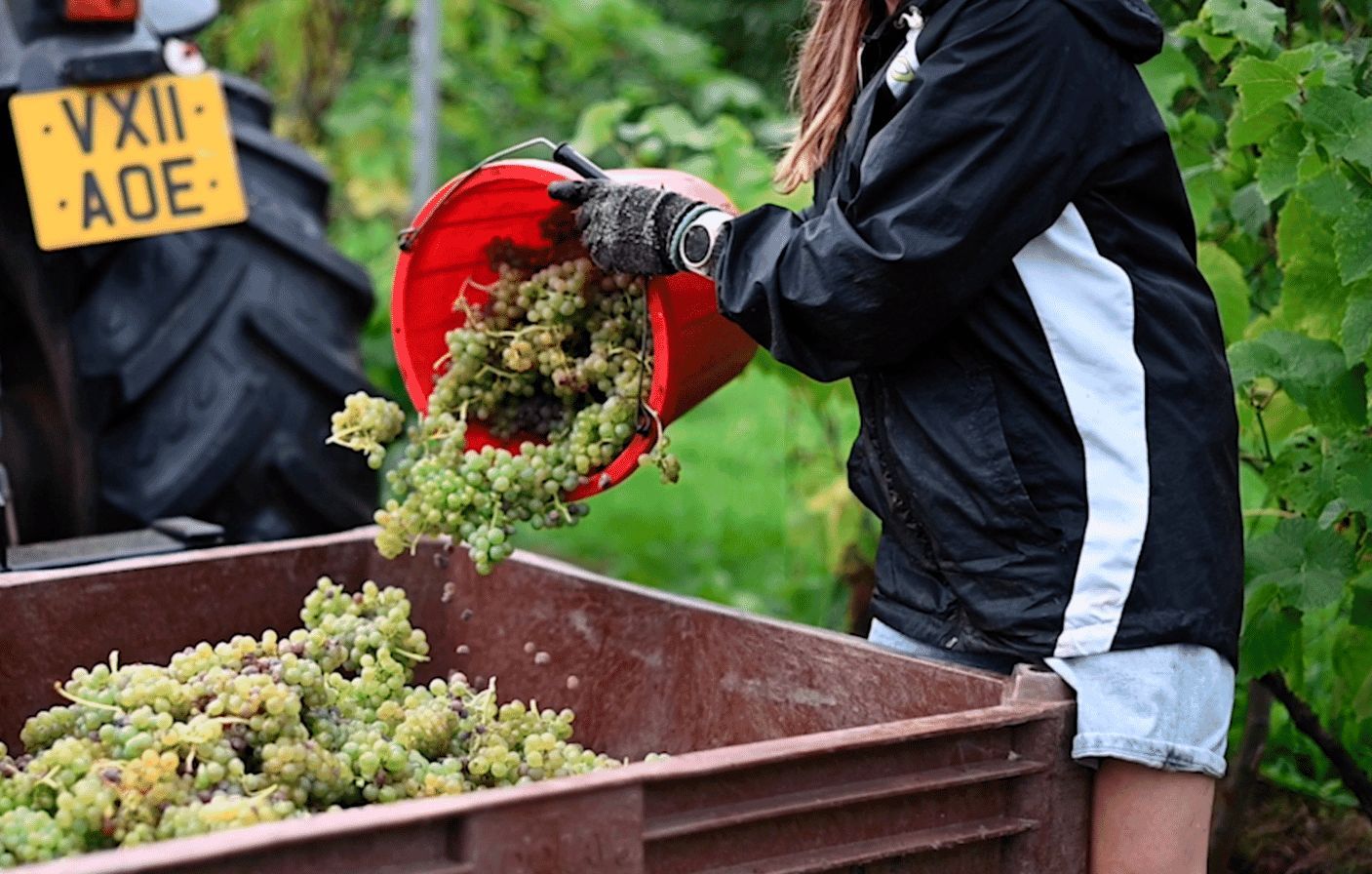 Harvesting grapes at Three Choirs Vineyard