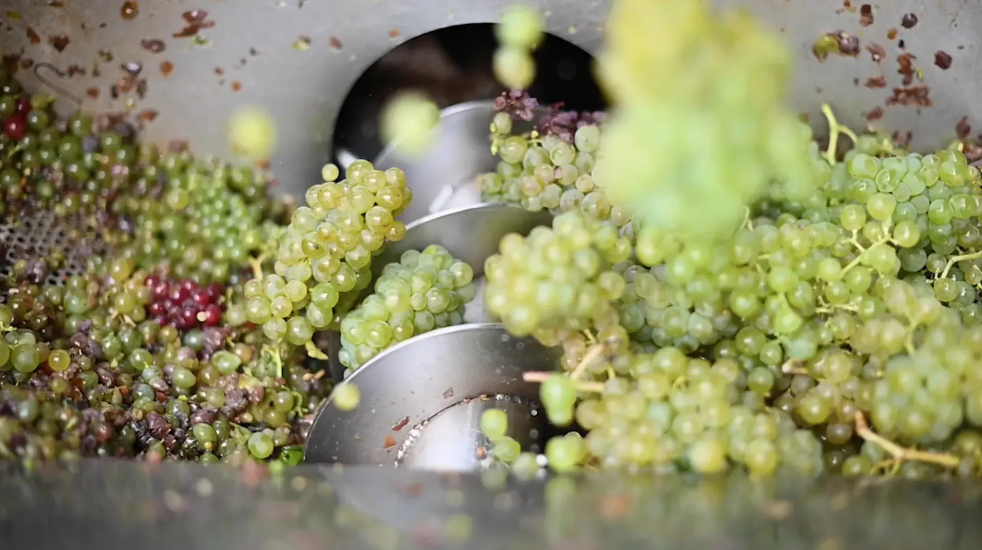 a bunch of grapes are being processed in a machine