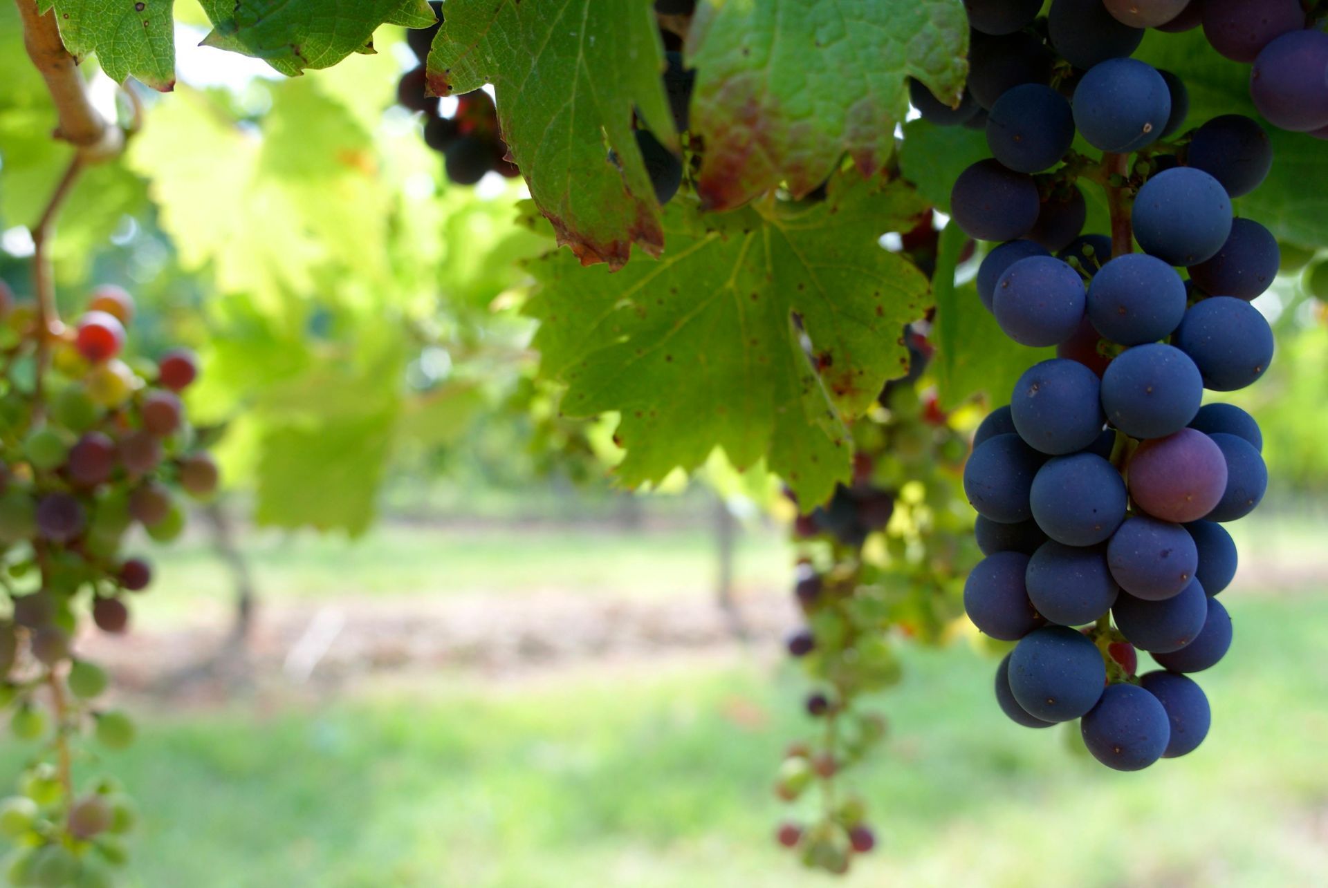 A bunch of black grapes hanging from a grape vine in the summer sun