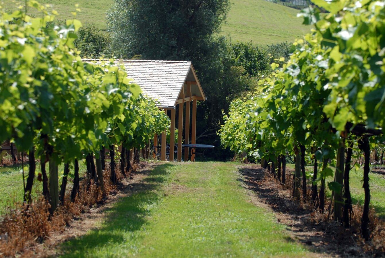 Vineyard with rows of grapevines leading to a wooden structure; green grass and foliage, sunlight.