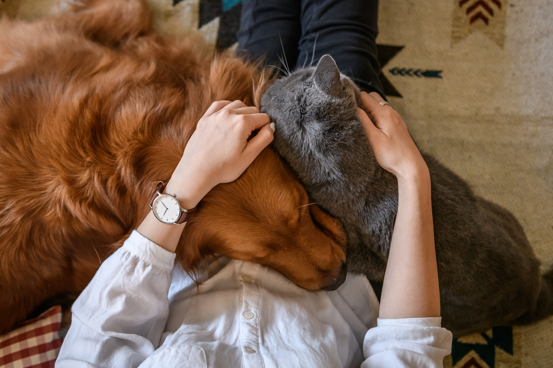 Dog and Cat with Owner