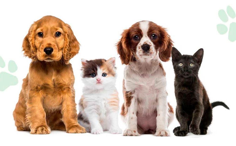 M.V.Z. JUVENAL CAMBERO GIL- medicina veterinaria