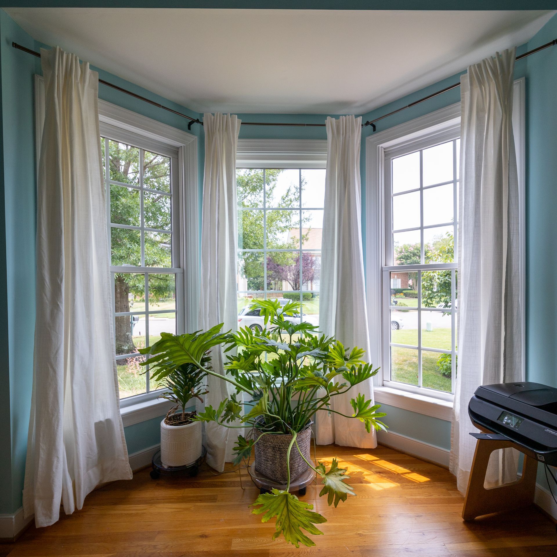 A bay window with light blue walls, white curtains, and two lush green potted plants on a wooden floor.
