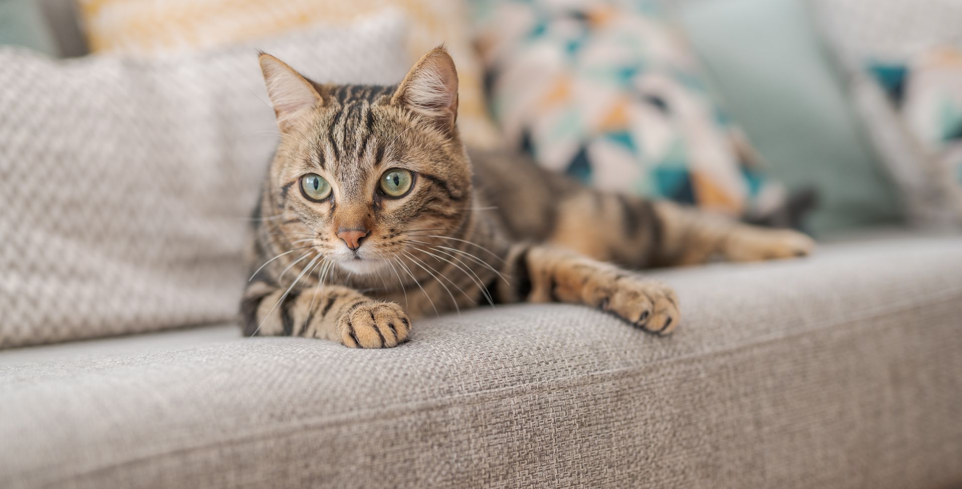 Tabby cat lying on a beige couch, staring at the camera, with a blurred blanket in the background