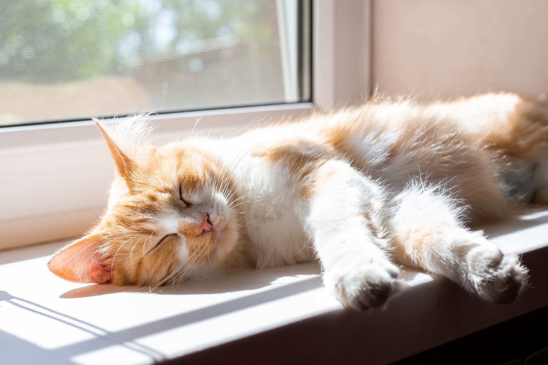 Orange-and-white cat sleeping on a sunlit windowsill