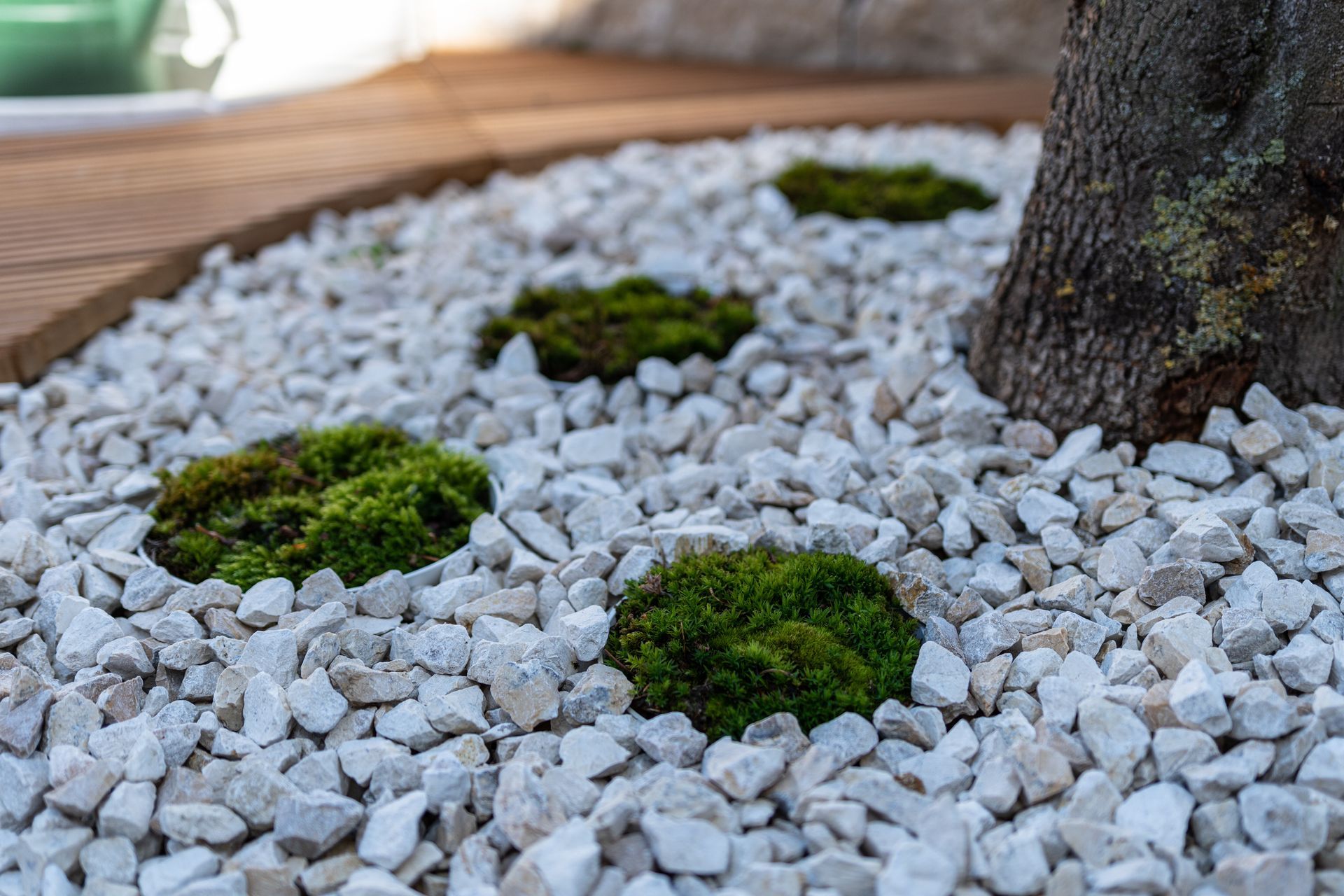 White gravel landscape with small green moss patches around a tree trunk