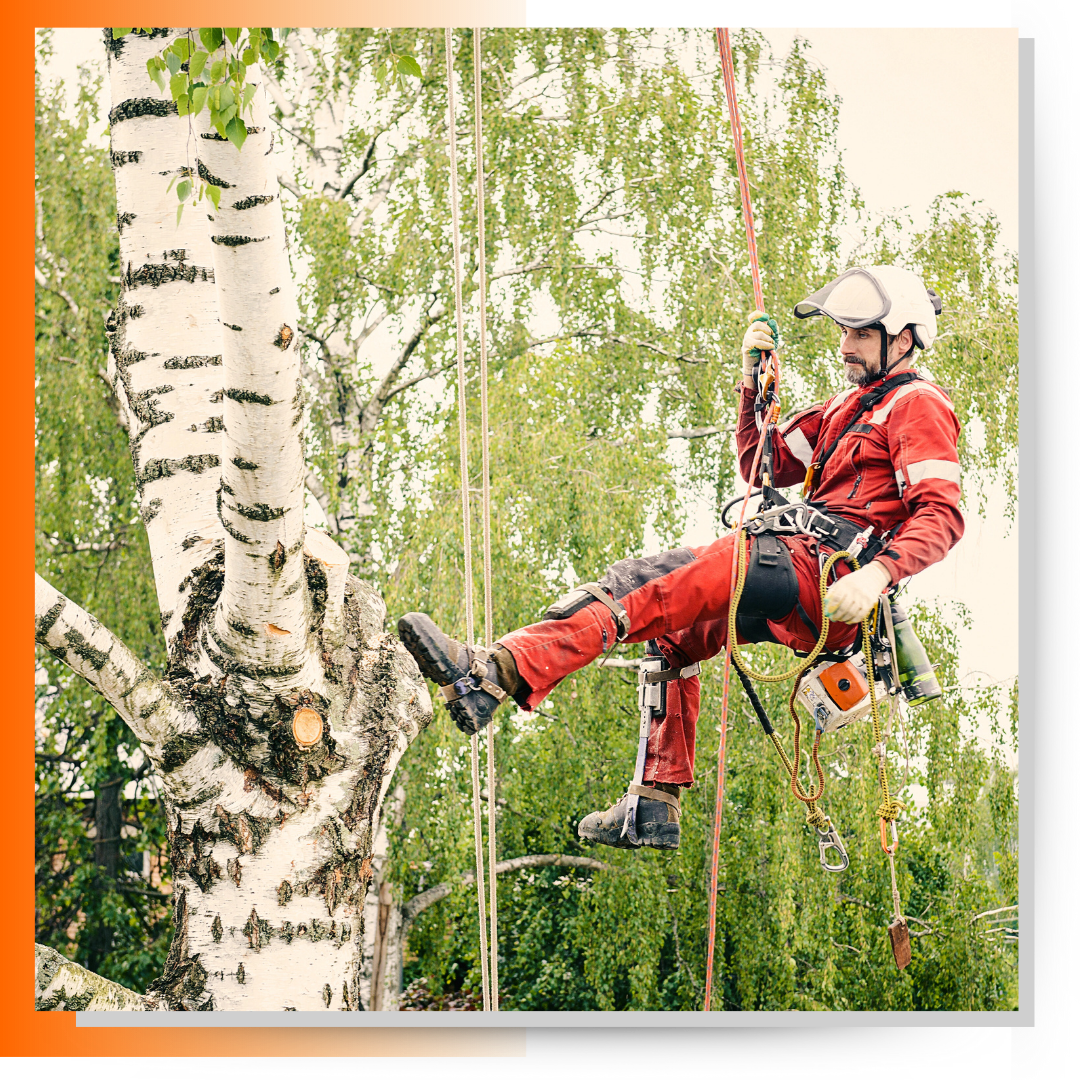 A man climbing on the tree