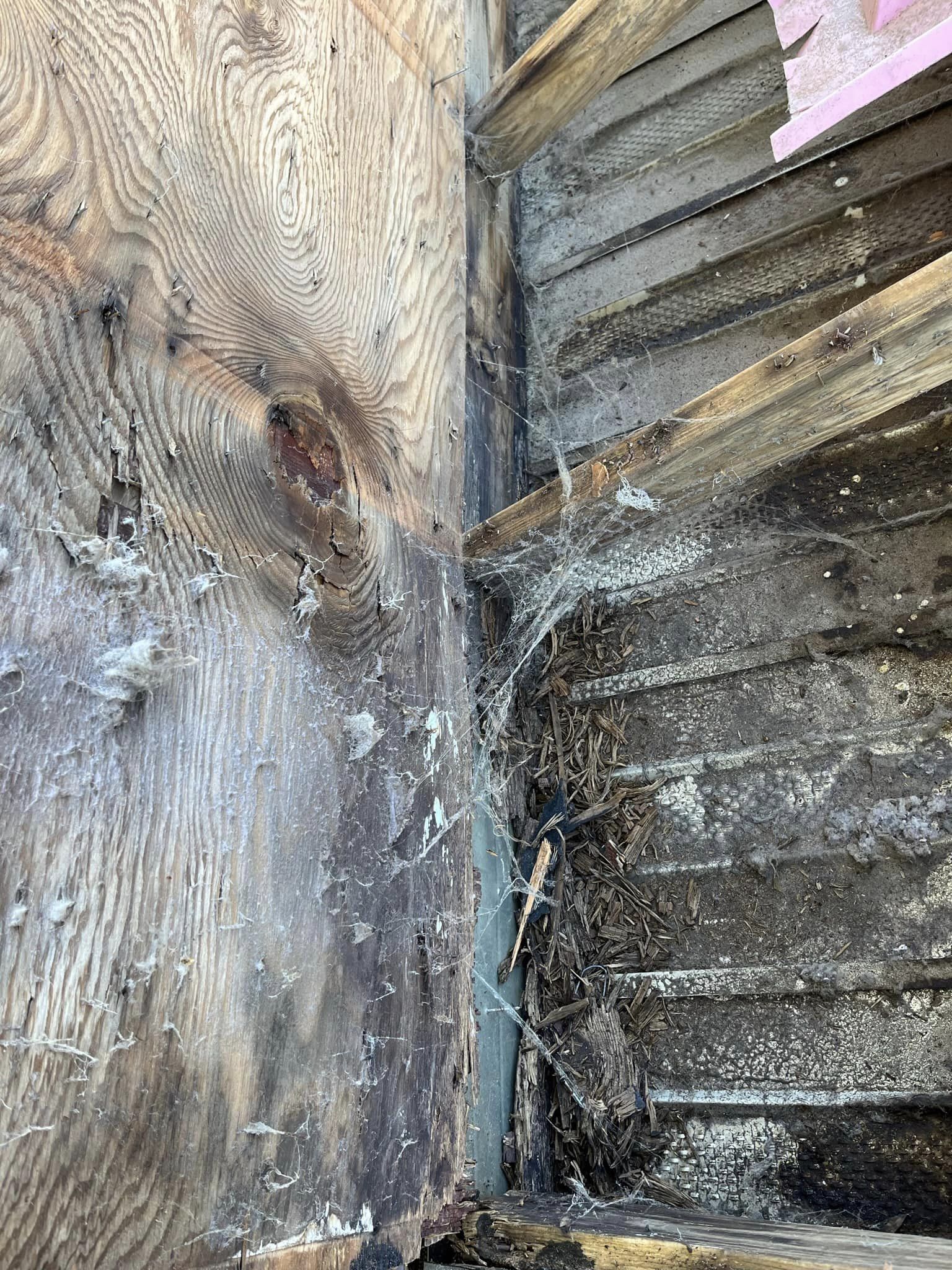 Close-up of a damaged corner where weathered plywood meets a dark, decaying wall covered in cobwebs and debris.