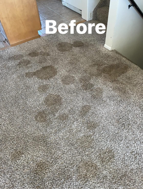 A picture of a carpet before being cleaned.