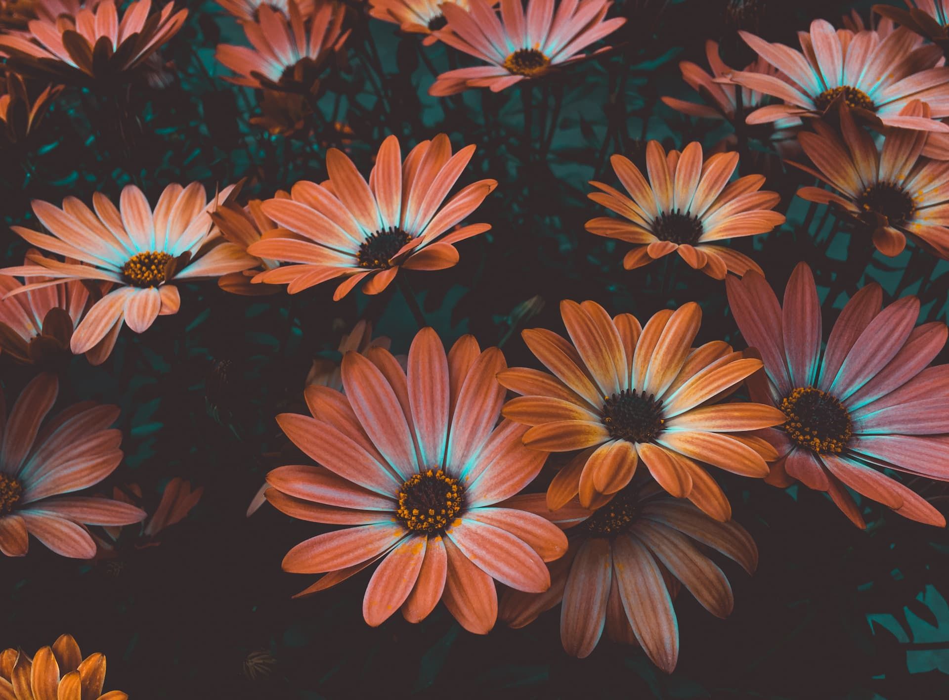 Send Flowers