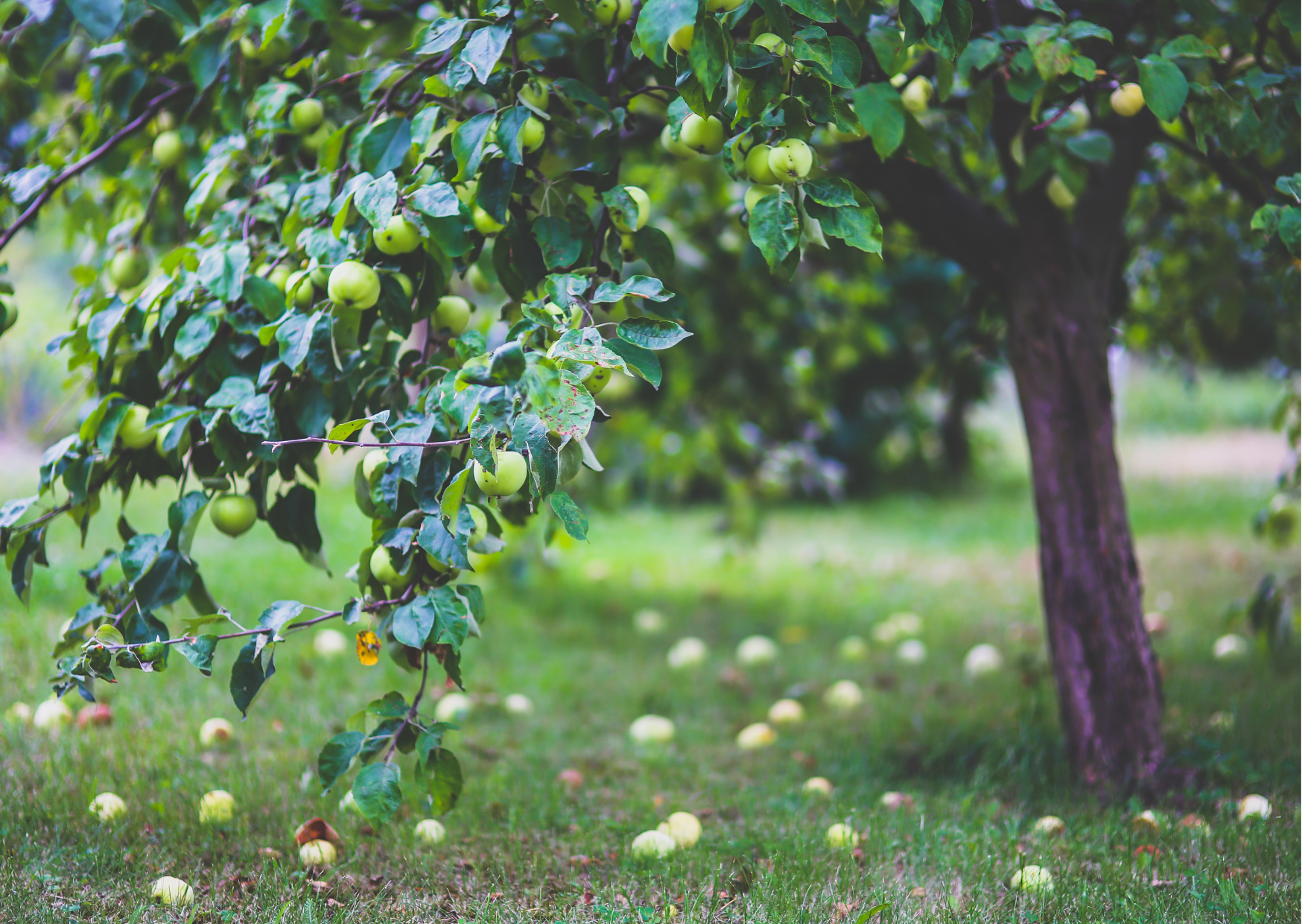 Tree pruning apple trees Morpeth
