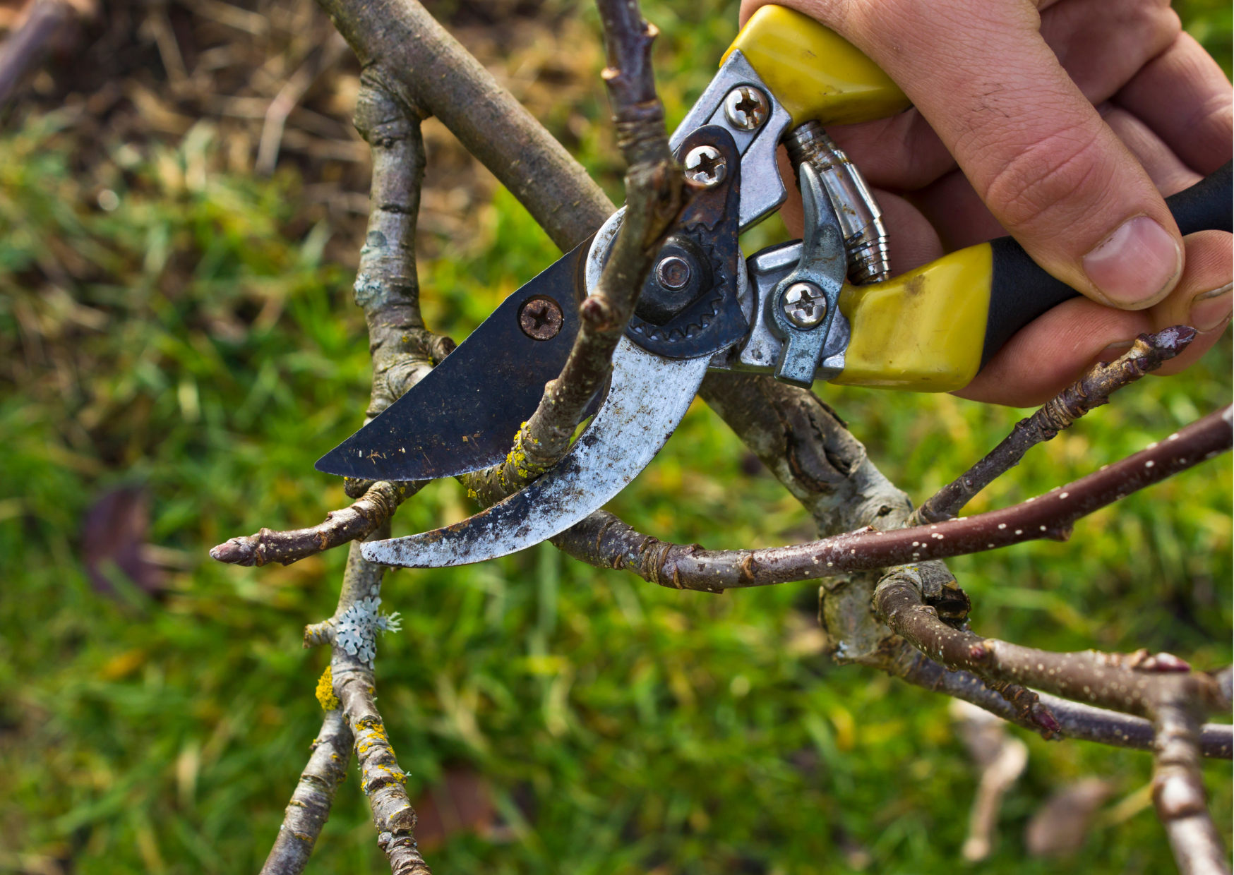 Tree Cutting