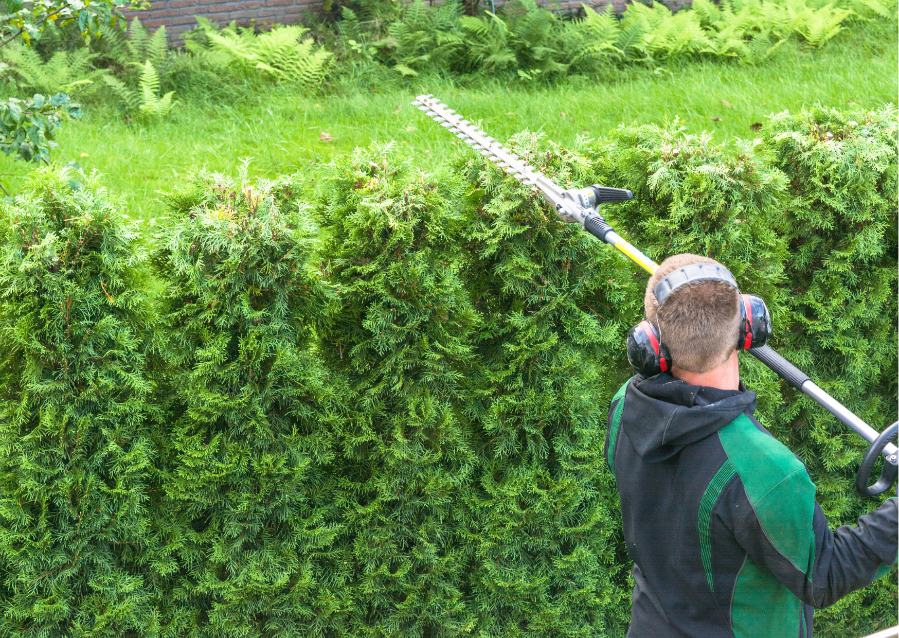 Hedge Cutting Near Me | Morpeth