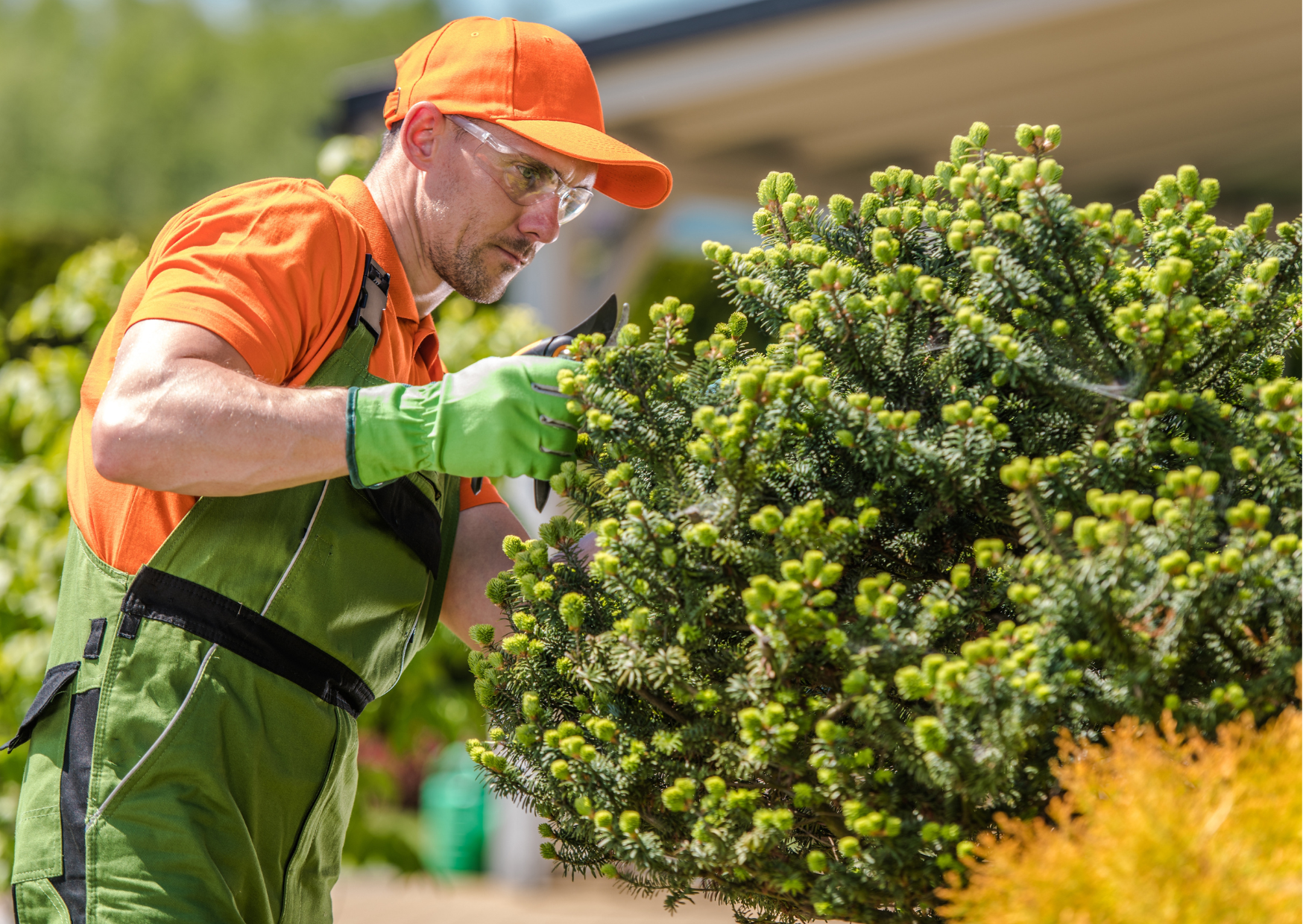 Hedge Trimming